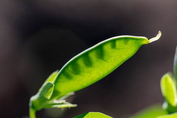 Green peas growing in a flowerbed of an organic farm, close-up macro shot