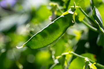 Green peas growing in a flowerbed of an organic farm, close-up macro shot