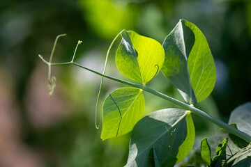 Green peas growing in a flowerbed of an organic farm, close-up macro shot