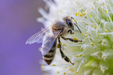 Close-up of a bee on a flower collecting pollen for nectar production