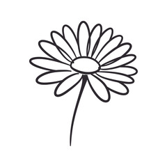 Simple Line Drawing of a Daisy Flower Botanical Illustration Floral Design Element