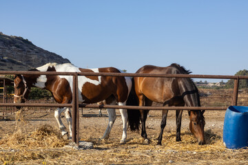 Beautiful horses eating hay in a farm