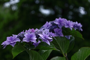 雨に濡れて咲く