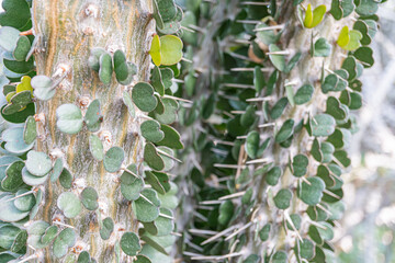 Image focuses on textured leaves of an agave plant with spikes, showcasing natural characteristics...