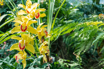 Obraz premium Vibrant yellow orchids with red centers against lush greenery, full bloom, natural light highlights intricate details, conveying themes of nature, beauty, freshness