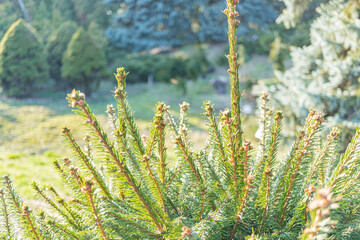 A close-up image of red berries on a branch, set against an outdoor natural background Suggests...