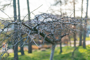 A tree with blooming buds, possibly early morning or late afternoon, overcast sky or filtered...