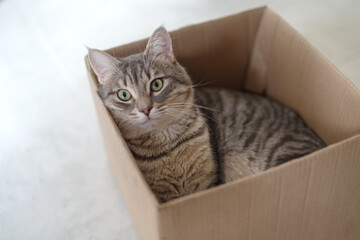Funny cat in cardboard box at home