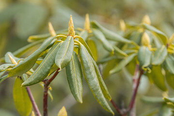 Close-up shot of a glossy, serrated leaf plant, possibly new growth or variational, in a blurred...