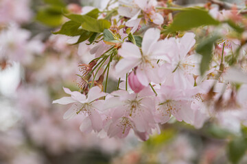 Close-up of cherry tree blossoms, vibrant green leaves, pink petals, central pistil, natural light, outdoor setting, shallow depth of field