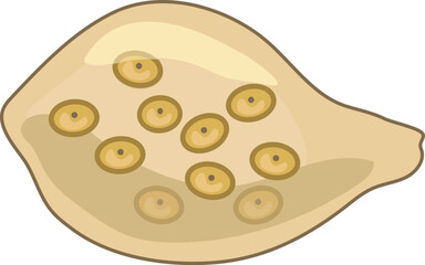 Earthworm cocoon with eggs inside isolated on white background. Scheme for biology lesson