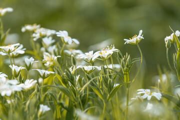 Close-up of assorted wildflowers in a field, with differing sizes and shades white, yellow, pink,...