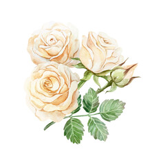 Roses peach watercolor. Hand drawn vector illustration of a beautiful bouquet of pastel flowers. For birthday greeting cards, Valentines Day, wedding invitations, summer banners, posters, labels.