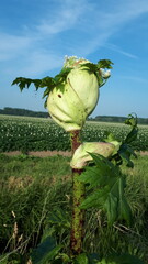 Weeds in the roadside by Hogweed plant. A variation of giant hogweed and Sosnowsky's hogweed that...