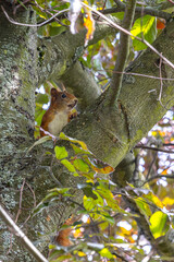 Squirrel in a beech tree with a sunflower seed in its mouth, beech, garden