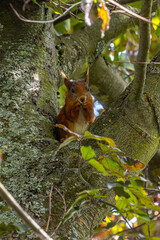 Squirrel nibbling on a sunflower seed, garden
