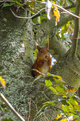 Squirrel in a beech tree nibbling on a sunflower seed, garden