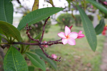 apple tree blossom
