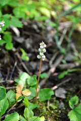 Round leaved wintergreen Pyrola rotundifolia