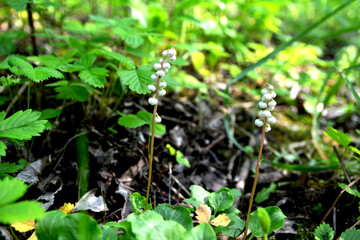 Round leaved wintergreen Pyrola rotundifolia