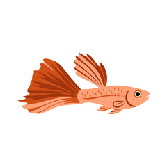 Fototapeta premium A bright orange guppy illustration with bold fins and a sunset tone. Perfect for aquatic-themed visuals, children’s art, and decorative tropical graphics.