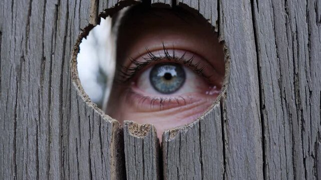 Intense blue eye peering cautiously through weathered wooden fence, revealing hidden curiosity and mysterious observation from an unexpected perspective
