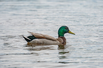 Duck in profile swimming on calm water, contrasting colors pale gray-brown body, greenish head, yellow bill Reflective water with subtle ripples Natural lighting, soft shadows Overcast sky or dif