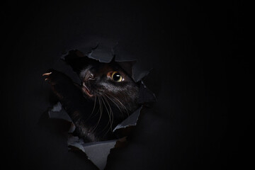Black cat in action of crawling through torned solid fond plain black background