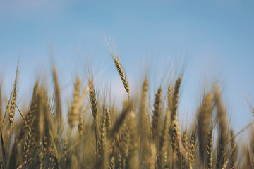 Golden wheat sways gently under the bright blue sky in a peaceful countryside setting, embodying the warmth of a summer afternoon filled with life and growth