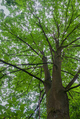 Beautiful close-up of quercus petraea