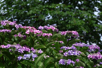 雨に濡れて咲く