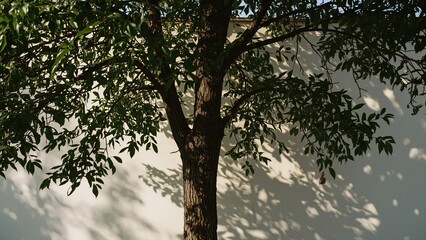 Fototapeta premium A vibrant tree casts intricate shadows against a white wall, showcasing nature's beauty and tranquility.