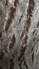 Close-Up of Tree Bark Pattern