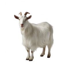 Obraz premium A fluffy white goat standing proudly against a white isolated background, showcasing its charming features and soft fur, perfect for agricultural and farm-related visuals.