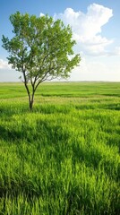 A solitary green tree stands tall in a vast grassy field under a bright blue sky with fluffy white clouds.