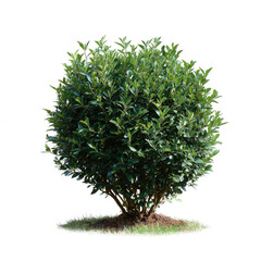 A lush green shrub with a round shape, featuring thick leaves and a healthy appearance, isolated on a white background.