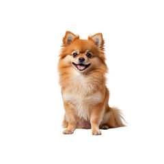 Adorable Pomeranian Puppy Sitting and Smiling