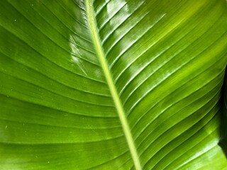 green leaf texture