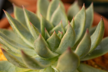 Fototapeta premium Close-up of Echeveria succulent with pink-tipped leaves