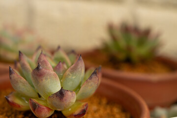 Macro of Echeveria succulent with deep red leaf tips