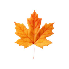 Obraz premium A vibrant orange autumn maple leaf isolated on a white background, showcasing intricate details and rich colors, perfect for seasonal designs and nature themes.