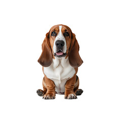 Adorable Basset Hound Puppy Sitting and Looking Up