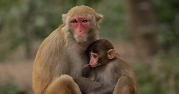 Macaques in nature. Macaques constitute a genus (Macaca) of gregarious monkeys. Macaques are found in a variety of habitats throughout the Asian continent and are highly adaptable.