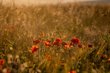 Poppies with golden evening light, on a summer's evening in Sussex