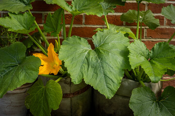 Courgette plants growing in a garden in Sussex in summertime
