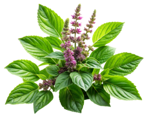 Lush Green Holy Basil Plant with Vibrant Purple Flowers Detailed Closeup A I Generated Image isolated on a transparent background