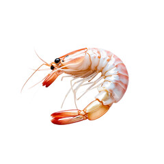 Fresh Raw Shrimp, Isolated on Transparent Background