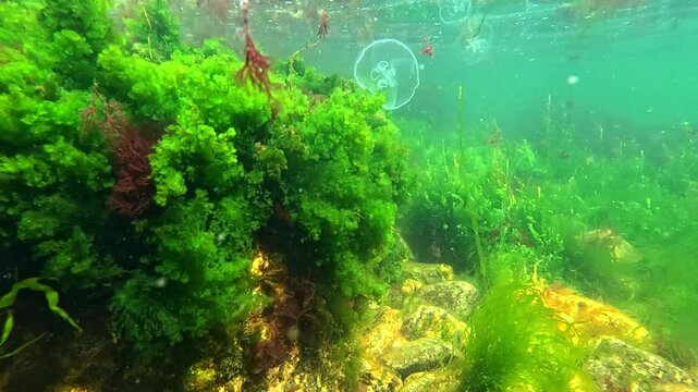 Jellyfish Aurelia aurita near rocks overgrown with green algae Cladophora and Enteromorpha, which slowly sway in the waves