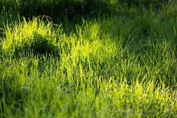 Fondo de césped verde.