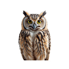 Naklejka premium Majestic Southern White-faced Owl Portrait Against Transparent Background